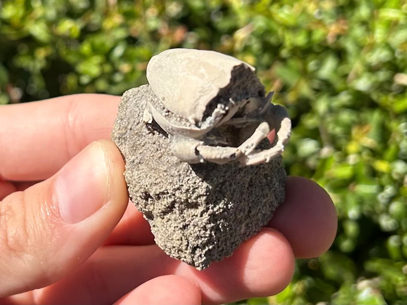 Florida Fossil Crab in Matrix Ranilia muriceta Pliocene Age Crustacean Rare