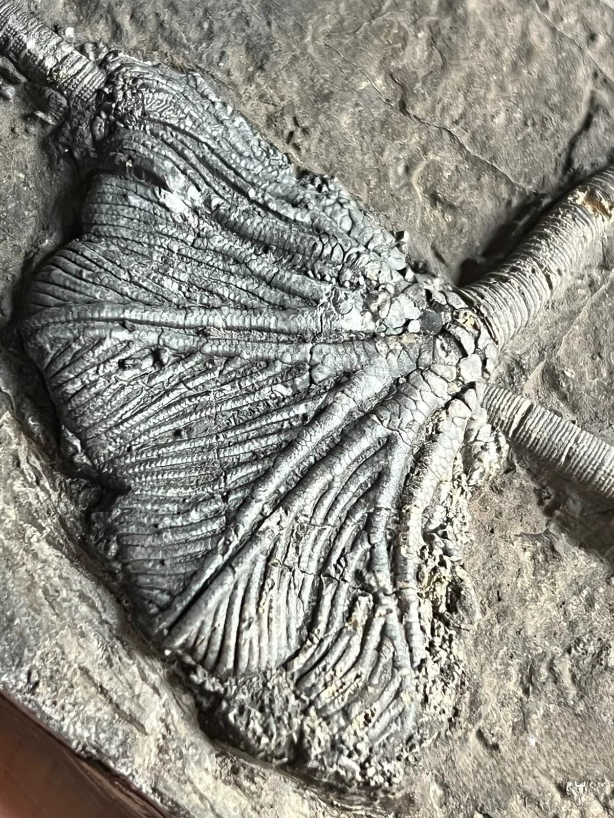 Unique and authentic Guizhou Triassic sea lily fossil A01 6