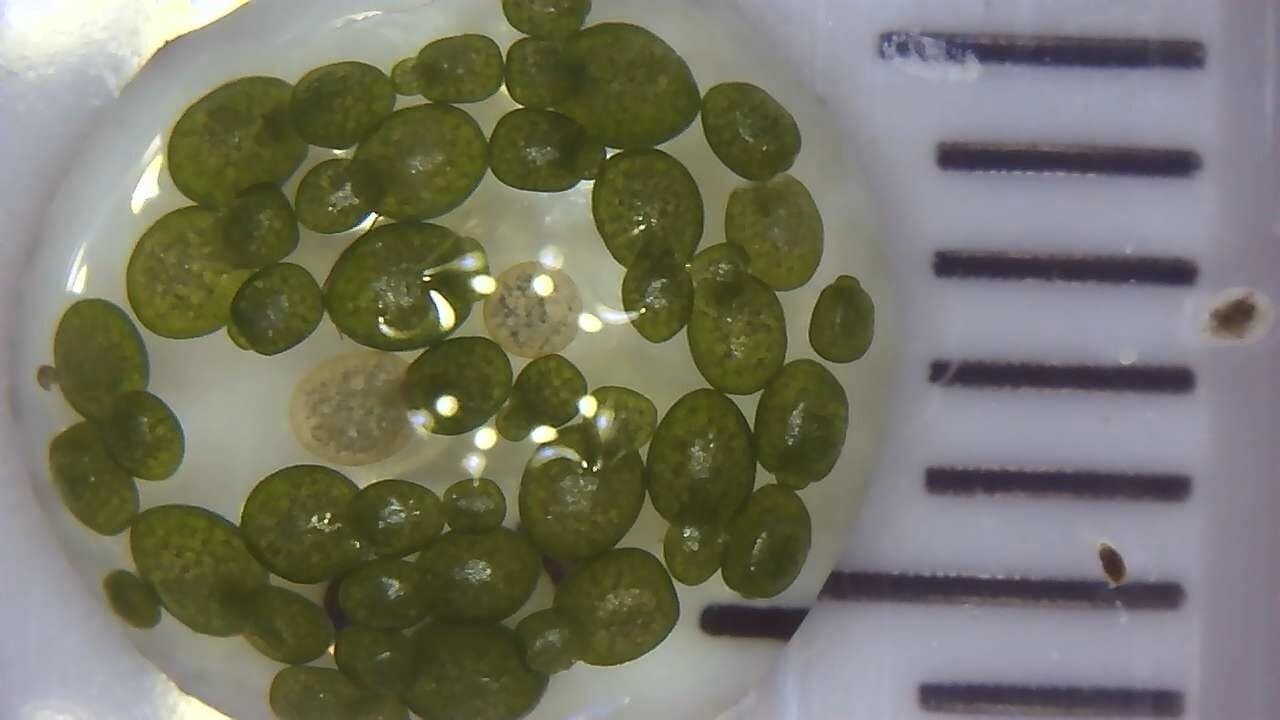 Wolffia sp. smallest flowering plant on earth, Floating, sustainable production 3
