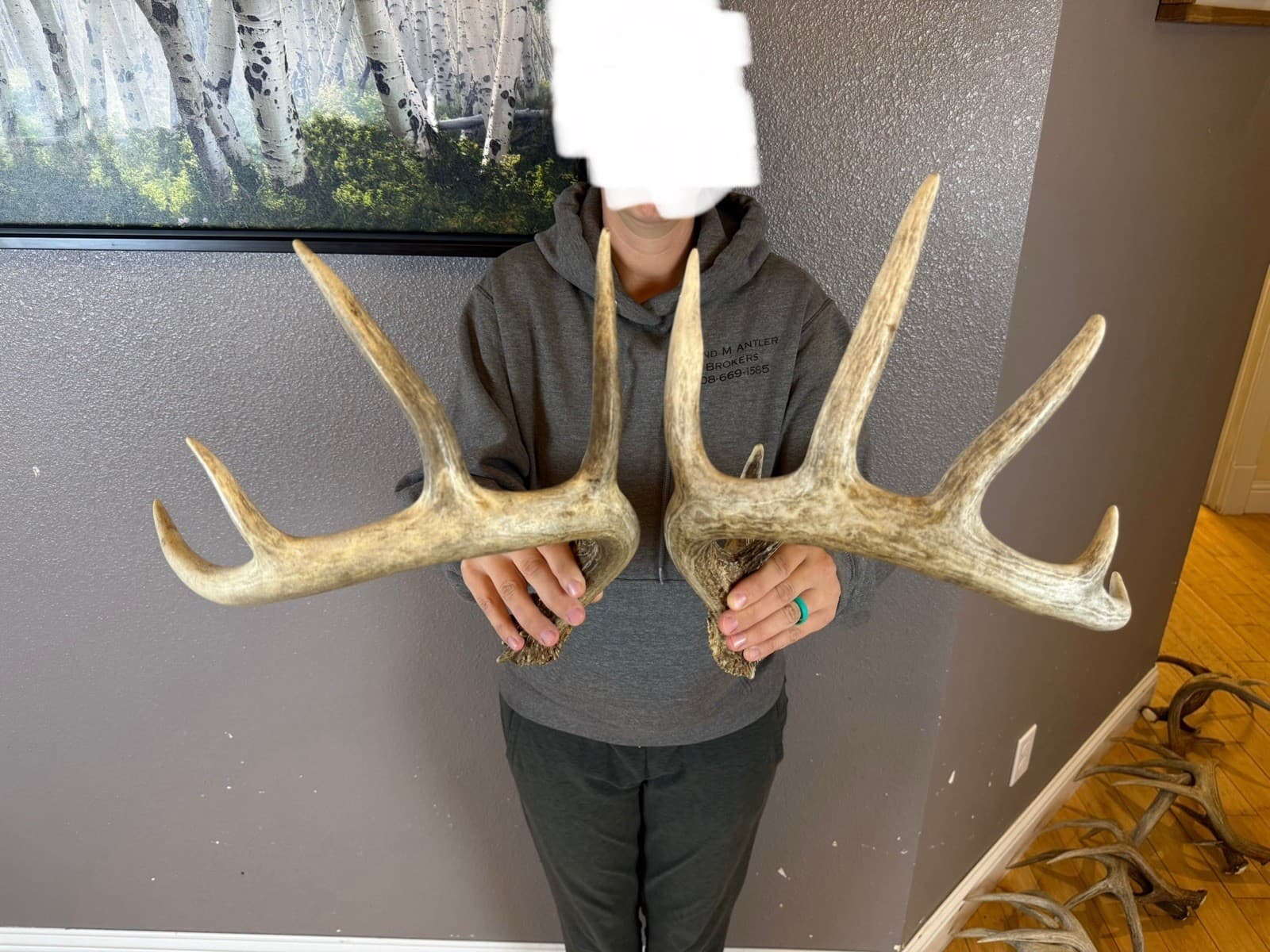 Two 5pt Whitetail Deer Antlers Sheds WILD IDAHO Horns RATTLE Decor RATTLING SET