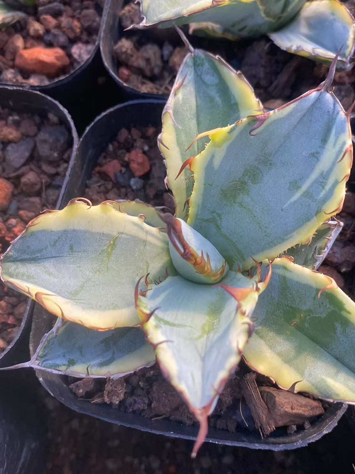7-9CM Agave americana Echeveria 'Blue Whale variegated yellow Succulent plants 3