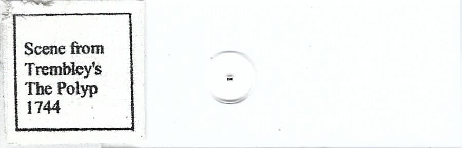 Scene from Trembley's The Polyp 1744 Microphotograph Microscope Slide 2