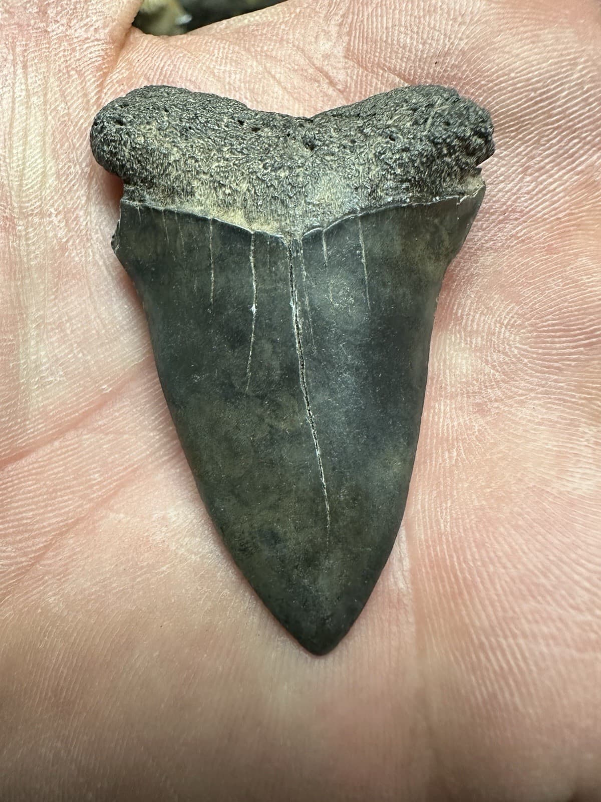 2.3” CARCHARODON MAKO TOOTH HASTALIS MEGALODON ERA South Carolina WHITE SHARK 2