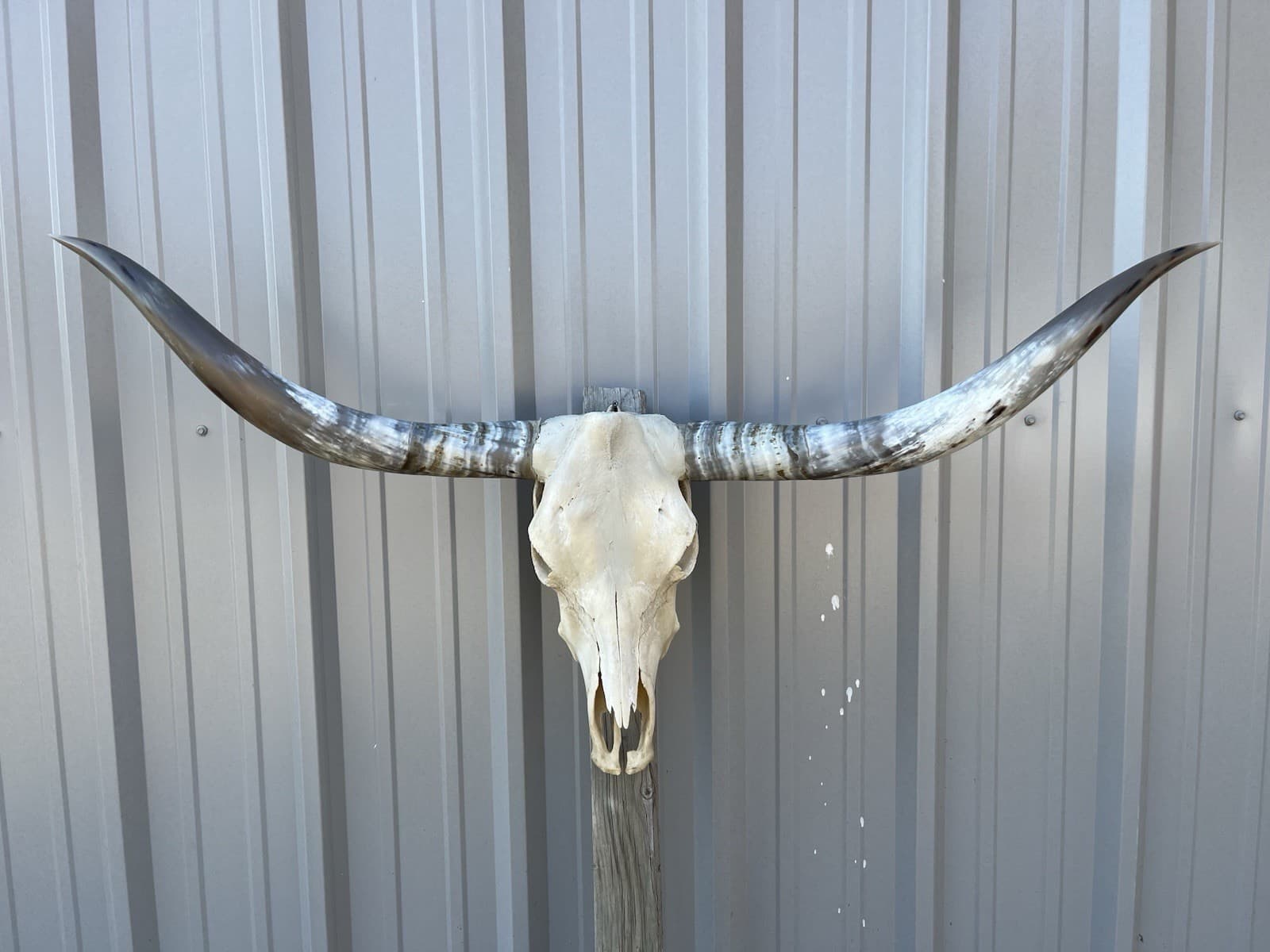 LONGHORN STEER SKULL 4 FEET 3 Inch WIDE POLISHED BULL HORN MOUNTED COW HEAD