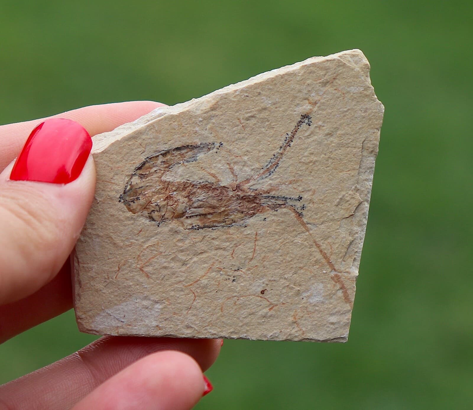 Fossil Shrimp From Solnhofen Germany  150 MILLION YRS OLD JURASSIC 5.5 Cm's 5