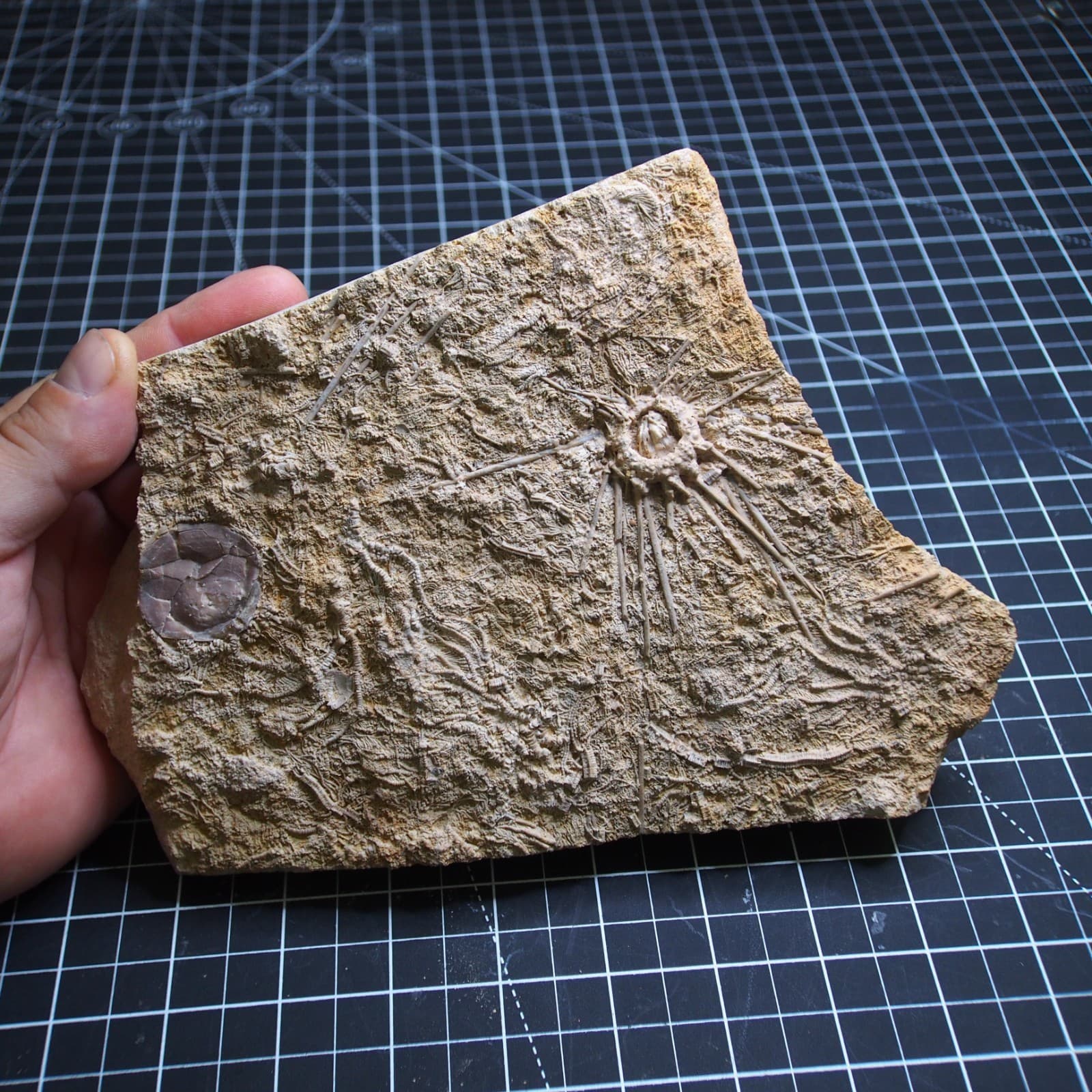 1.1kg Sea urchin Acrosalenia hemicidaroides Crinoid France Jurassic Fossil 3