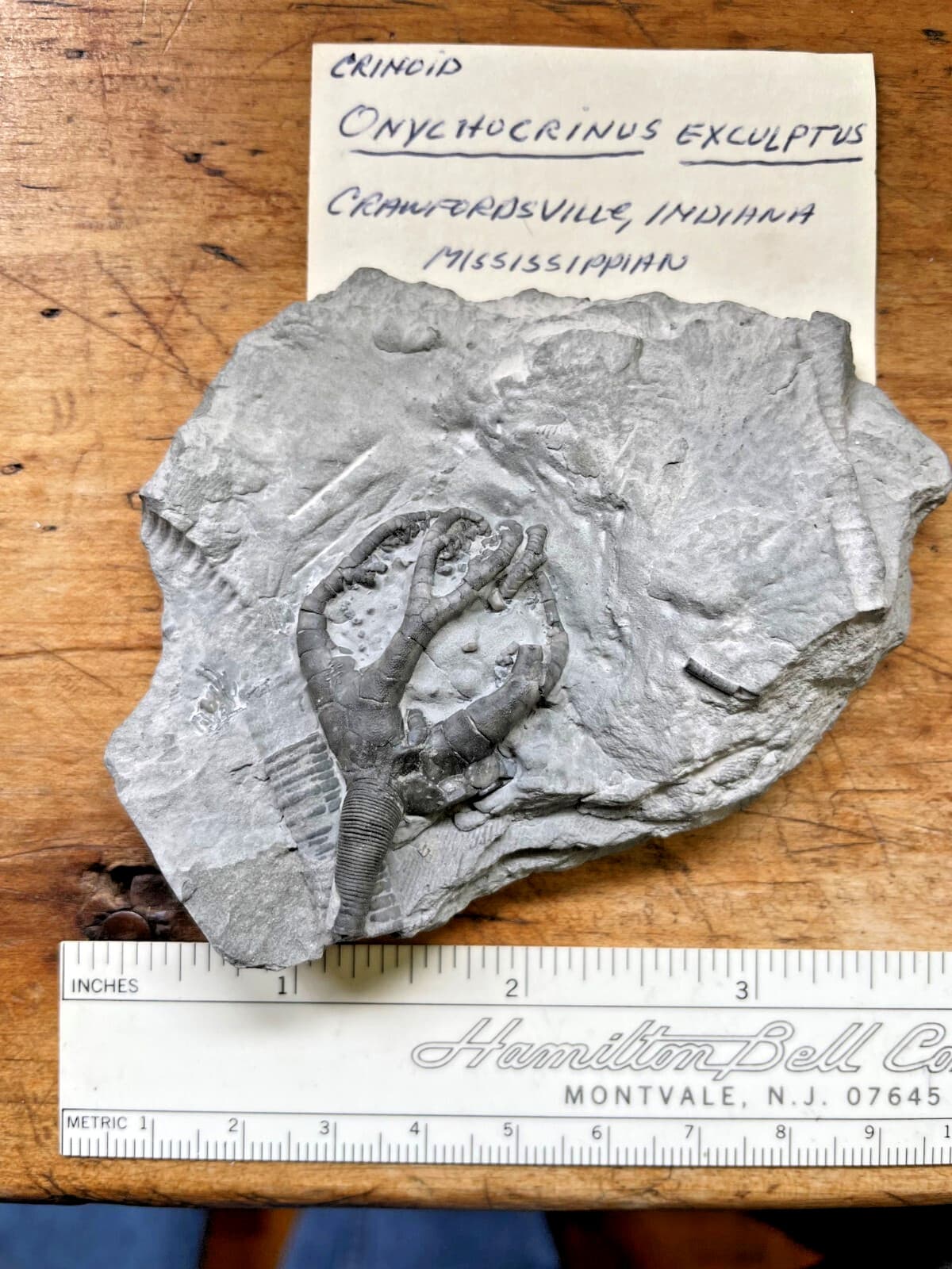 Crinoid Calyx, Crawfordsville IND, Onychocrinus exculptus