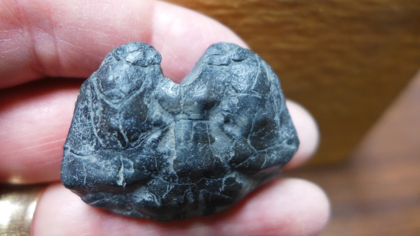 GEOLOGICAL ENTERPRISES Miocene fossil crab Coeloma repeliensis Belgium 3