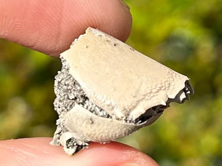 Crab Fossil Ranilia muriceta Florida Pliocene Crustacean Intracoastal Formation 4