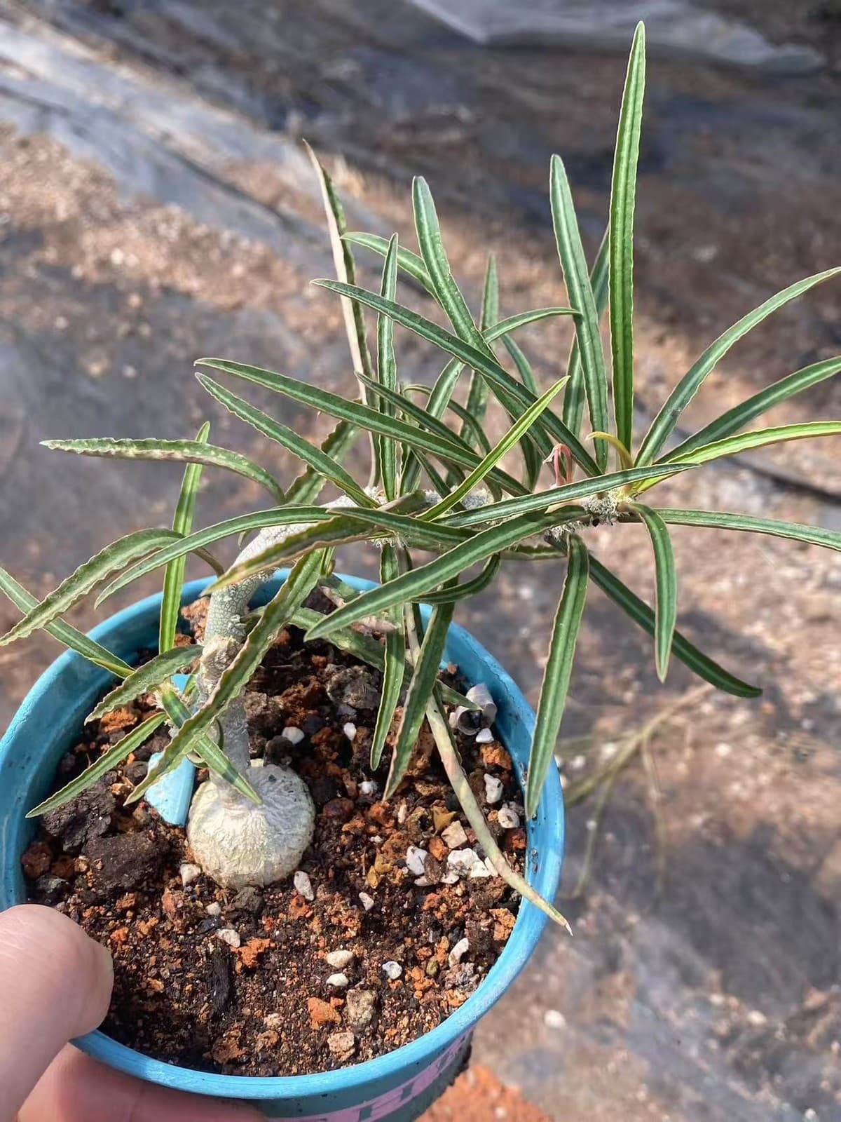 Rareplant Succulent Euphorbia waringiae OwnRoot Garden Décor Boutique 4