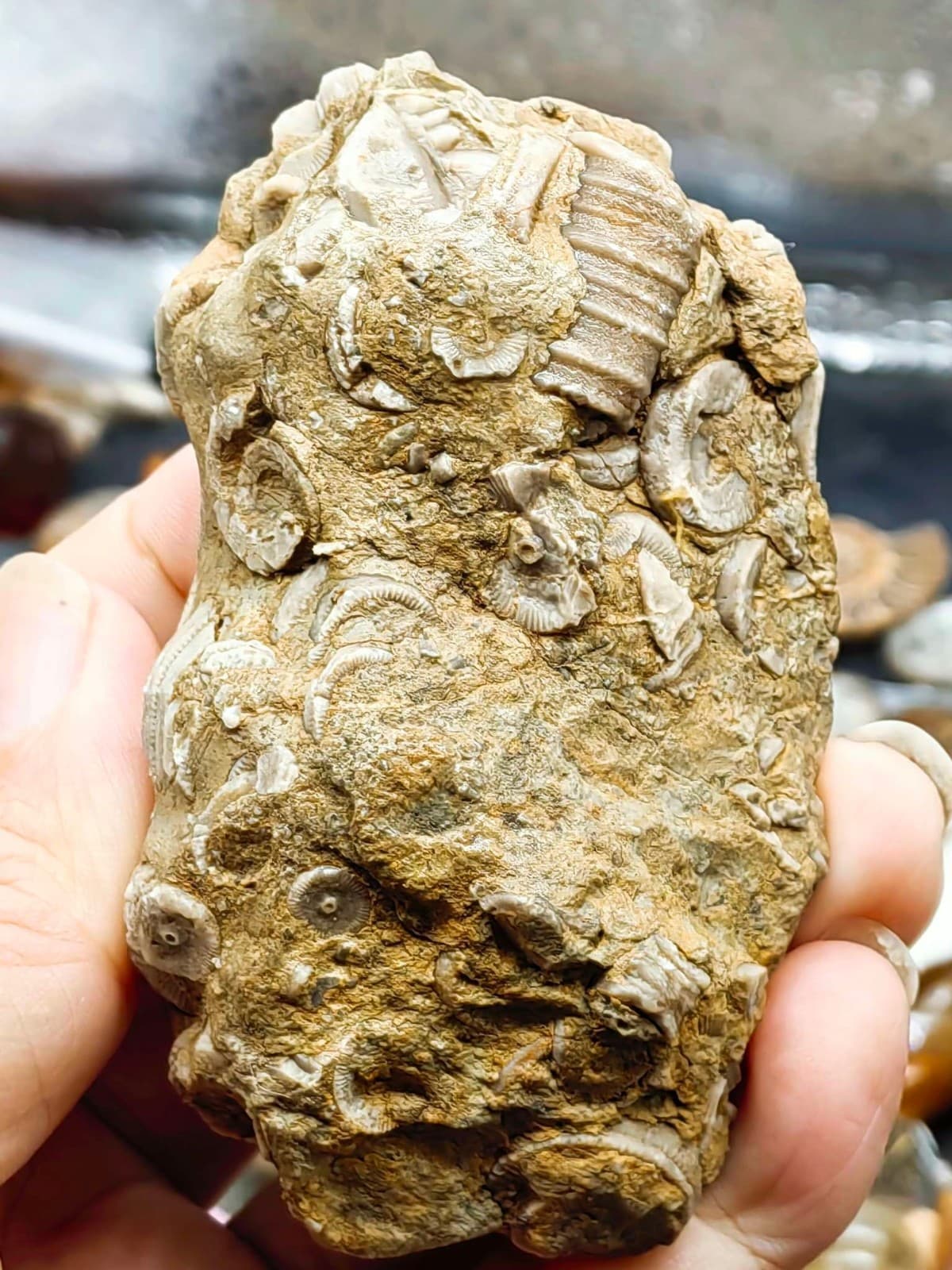 Natural Devonian prehistoric Jurassic biota crinoids Fossils 4