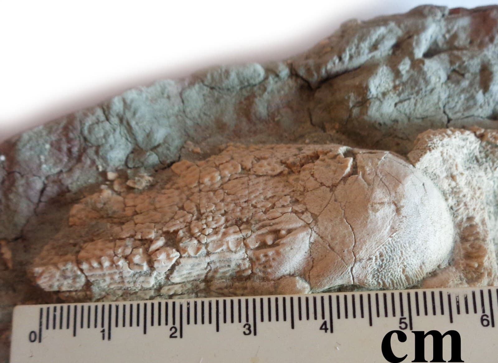 Fossil fish BOTHRIOLEPIS, shoulder, Devonian, 420-360 ma, S-Petersburg, Russia 3