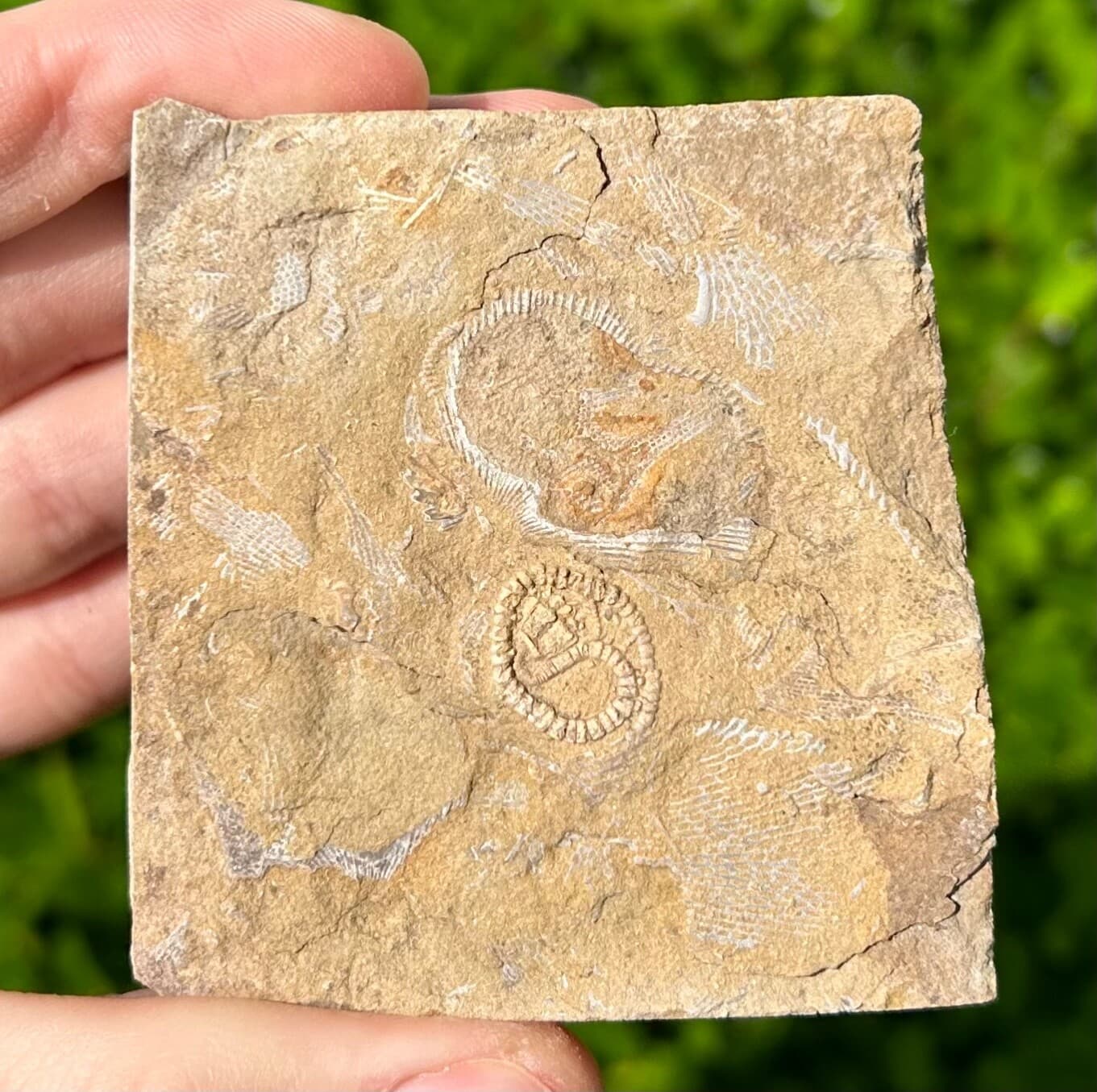 Rare Fossil Crinoid in Matrix Camptocrinus alabamensis Alabama Bangor Limestone 5
