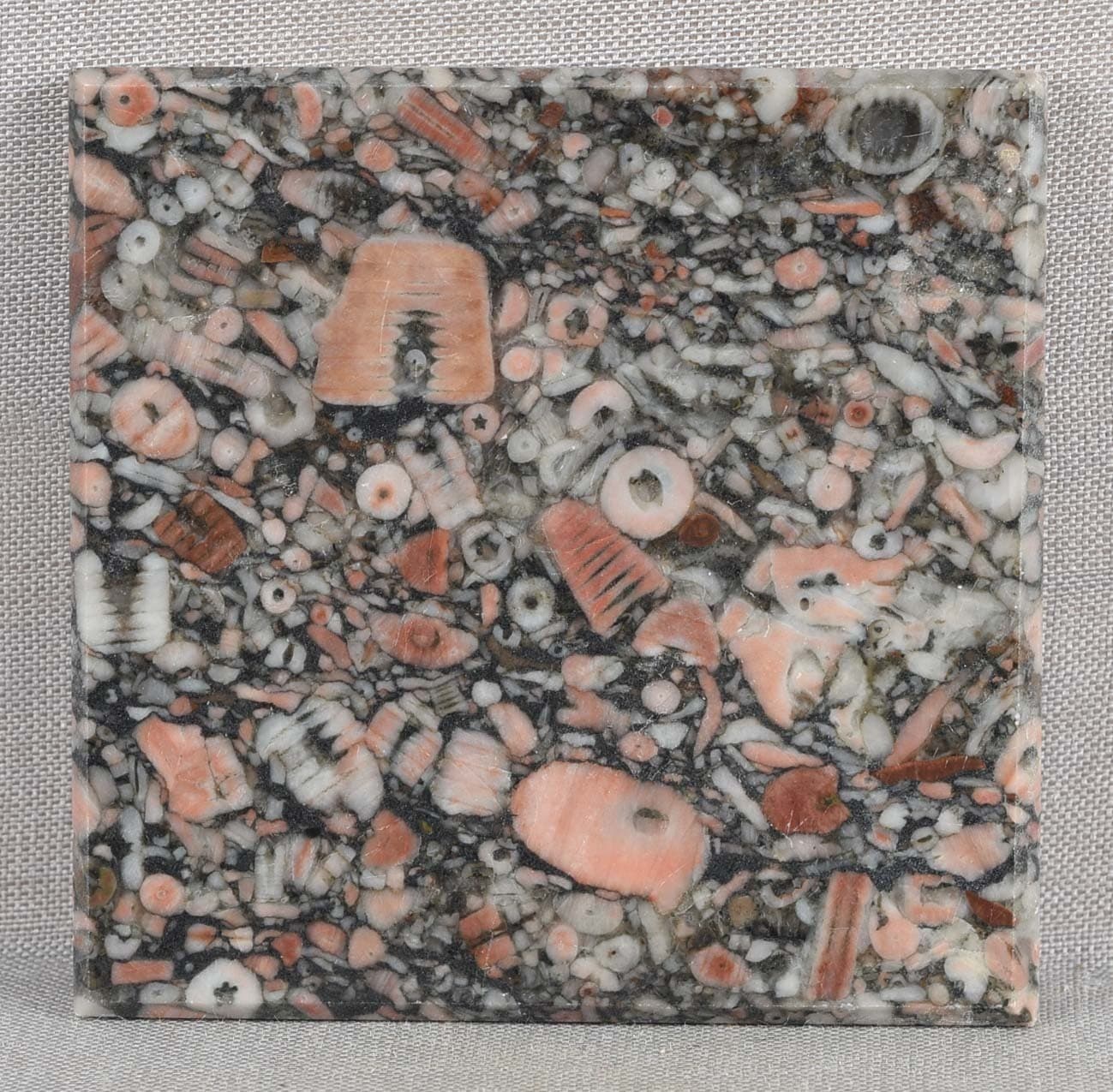 CRINOID STEM FOSSILS slab specimen 27 grams