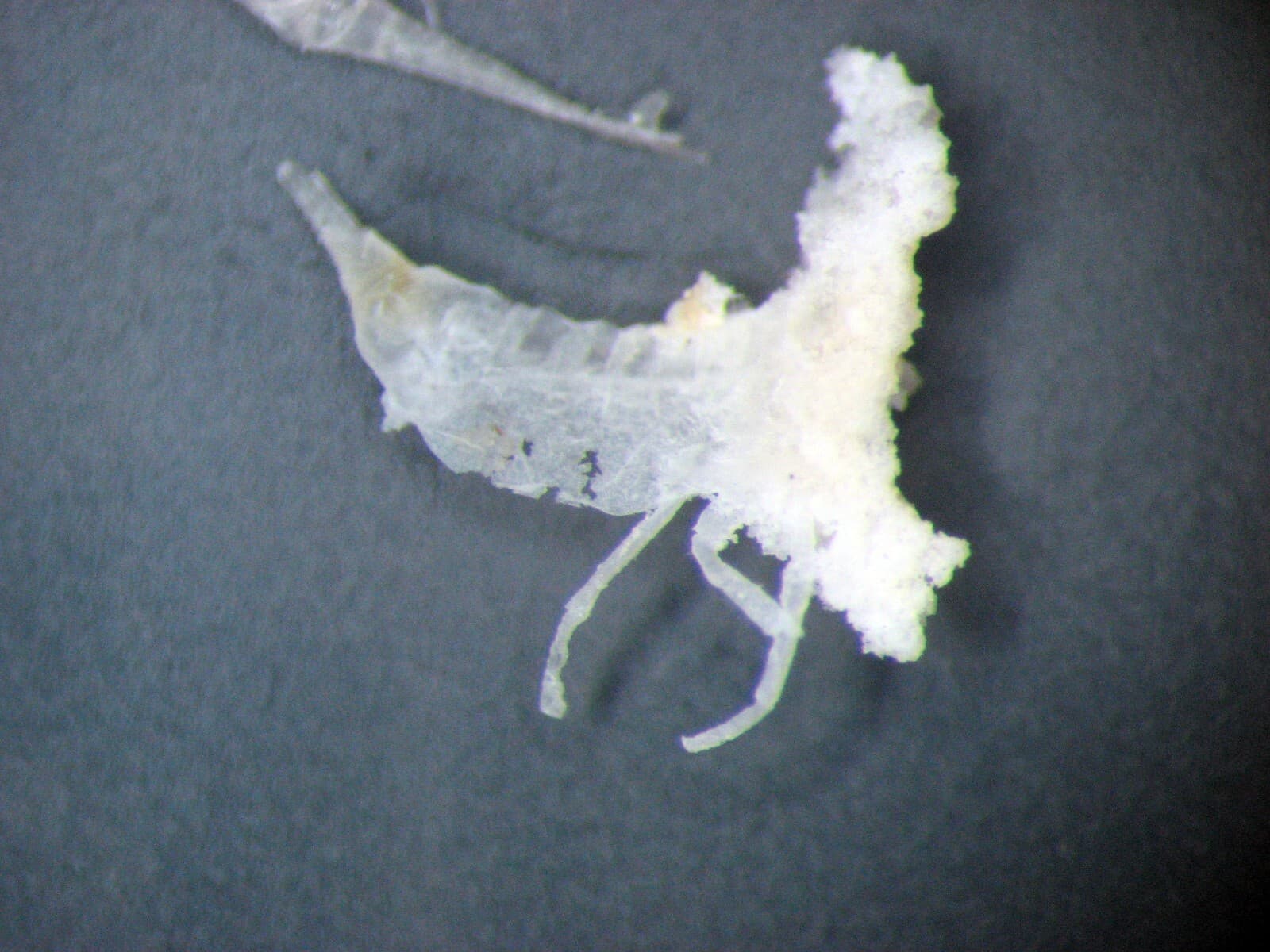 Miocene SILICIFIED DIVING BEETLE Schistomerus fossil slide Barstow California 4