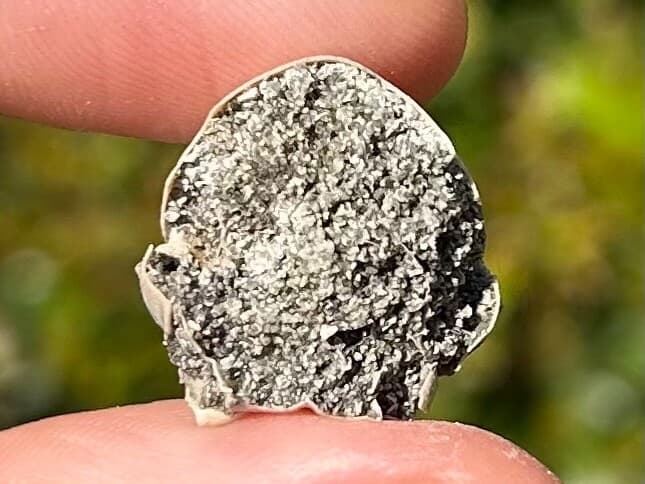 Crab Fossil Ranilia muriceta Florida Pliocene Crustacean Intracoastal Formation 5