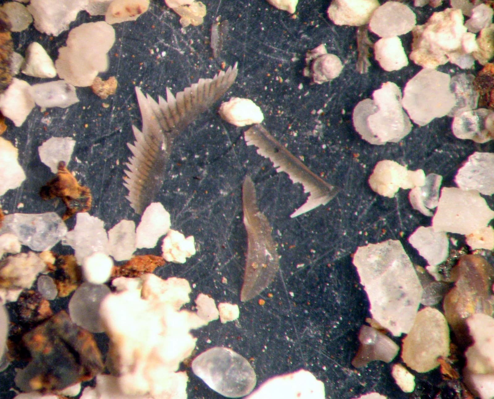 Mississippian Conodont microfossil matrix sample Chappel Limestone Super Rich