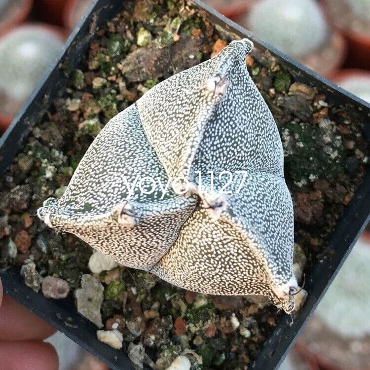 5pcs  Astrophytum myriostigma 5 types of cactus succulent and beautiful 3-4cm 2