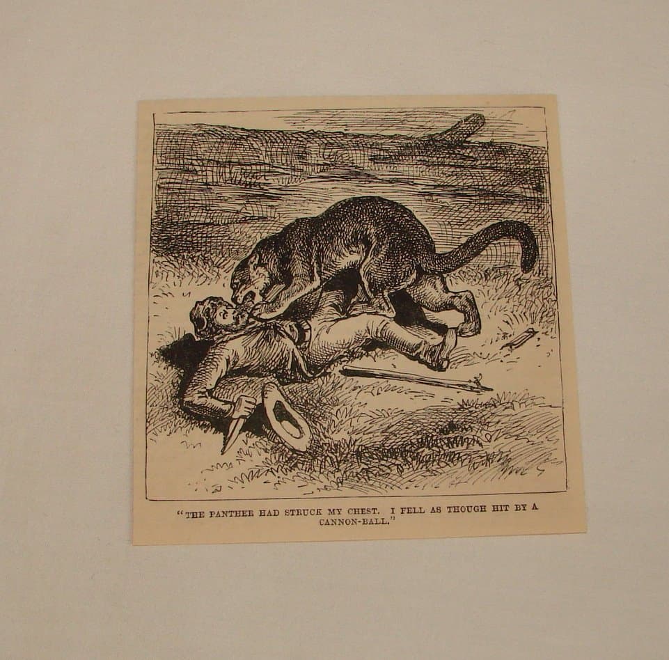 1884 magazine engraving ~ ATTACKED BY A PANTHER
