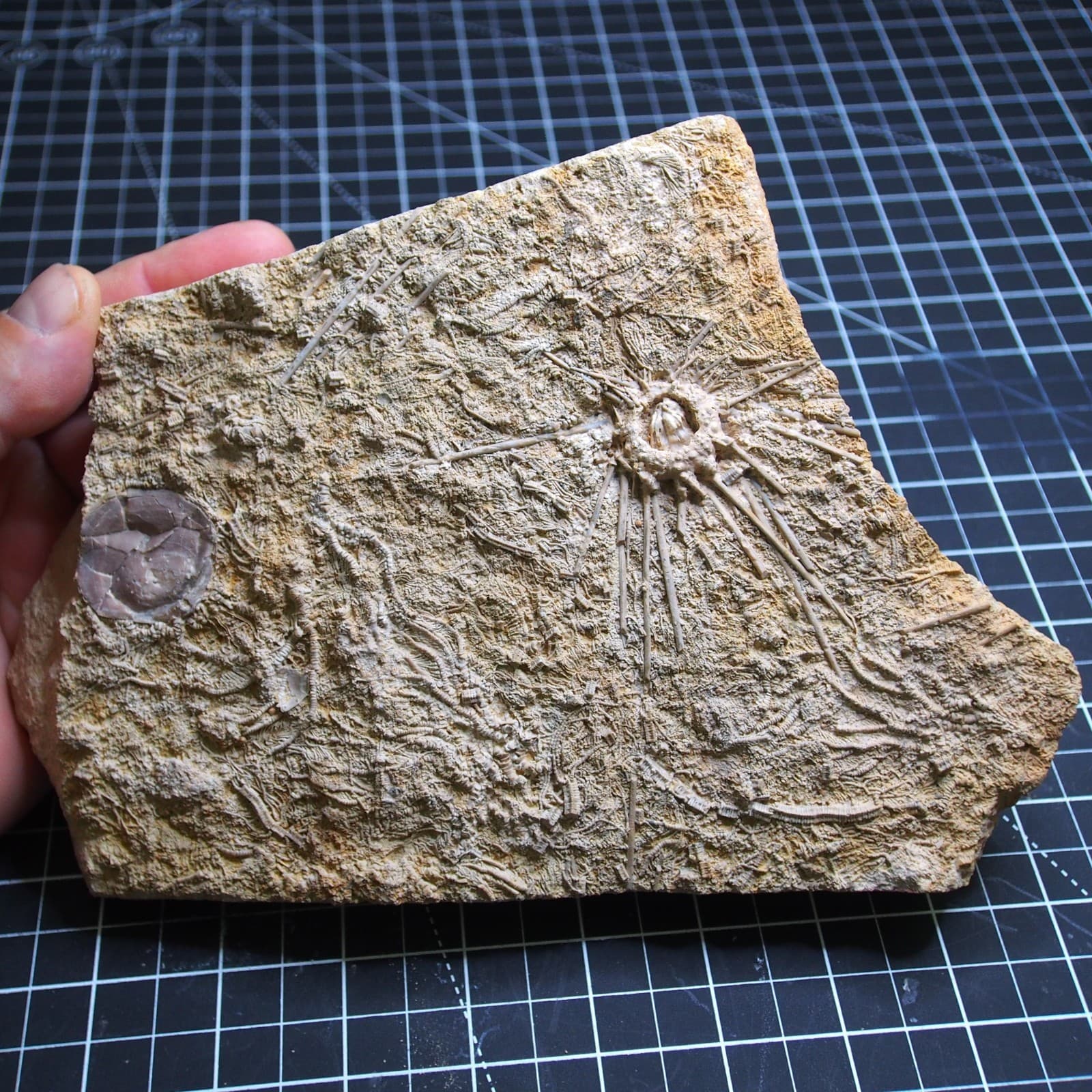 1.1kg Sea urchin Acrosalenia hemicidaroides Crinoid France Jurassic Fossil