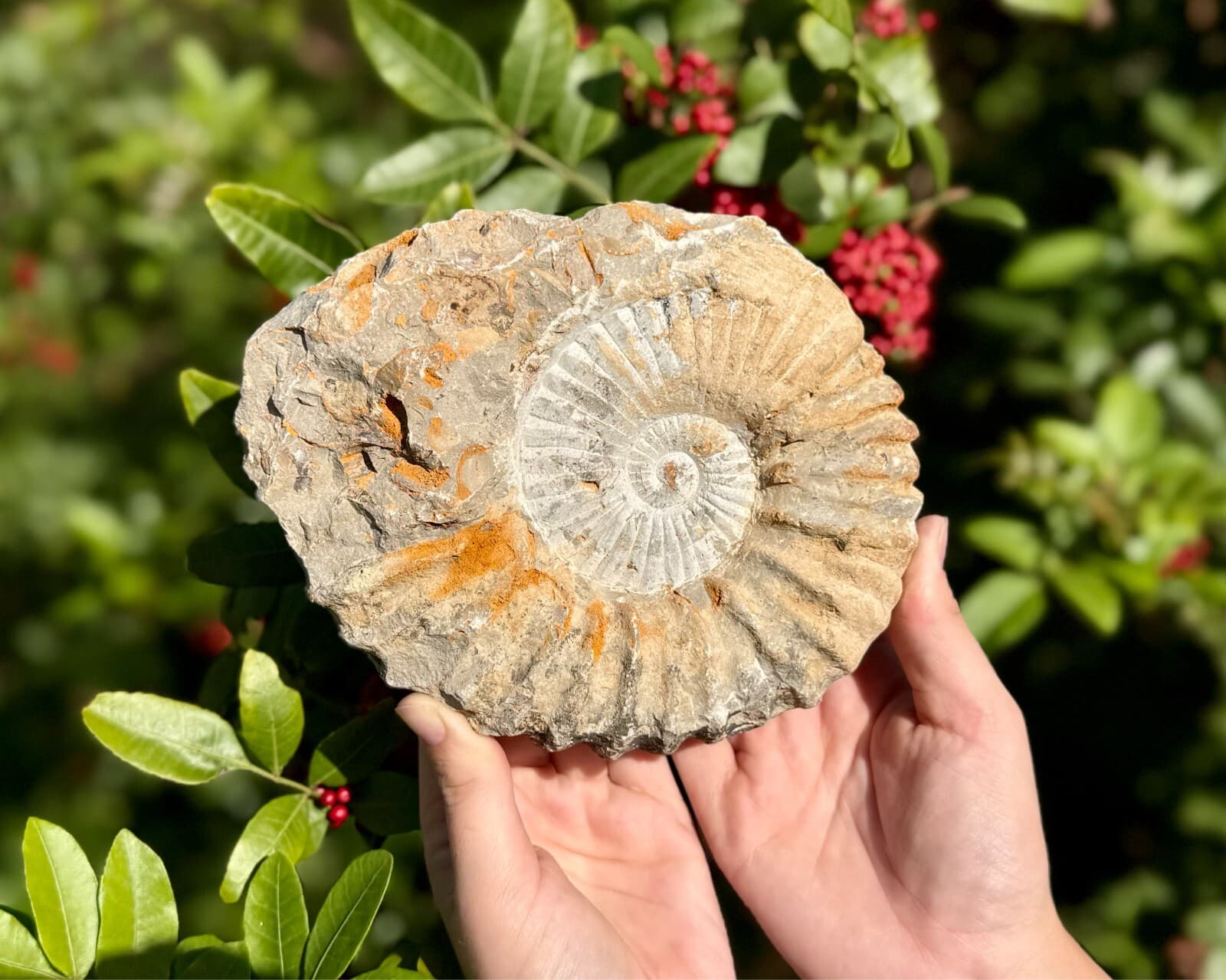 Jumbo Natural Ammonite Fossils From Morocco, 4 - 5" Raw Ammonite Specimens 3