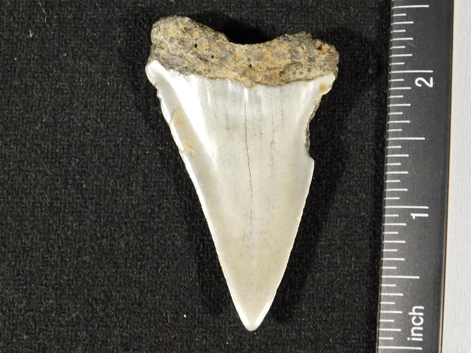 Larger! ANCESTRAL Great White SHARK Tooth Fossil 100% Natural 7.32 3
