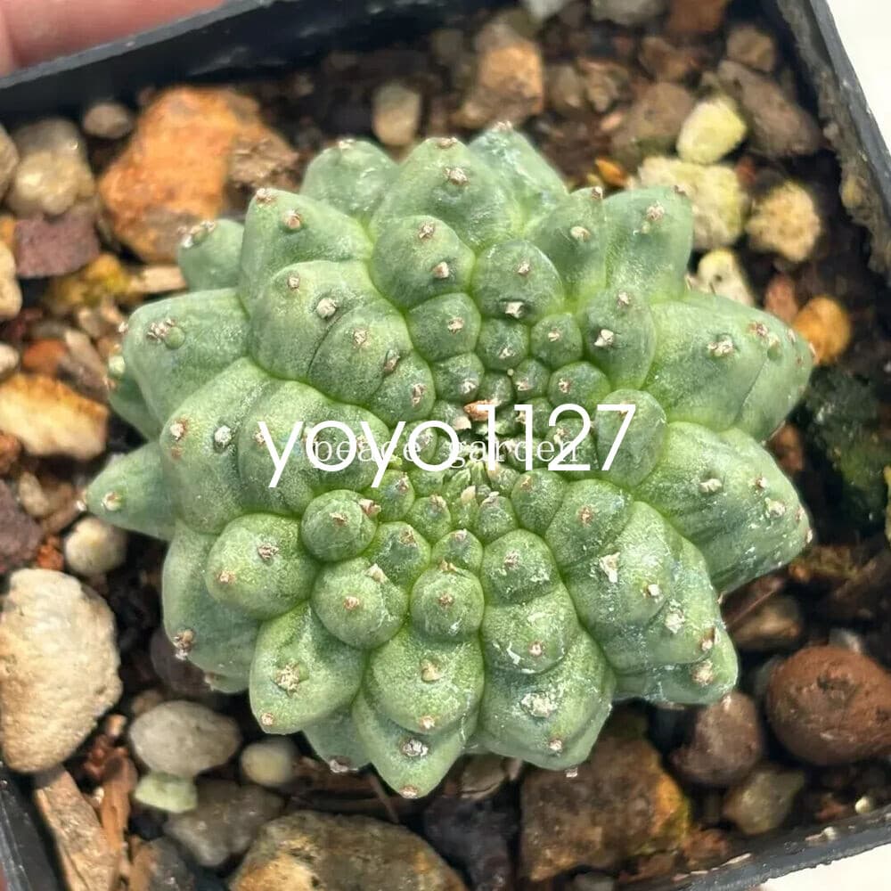 Euphorbia Obesa Hook Astrophytum RareSucculent Plant Garden 3CM 5