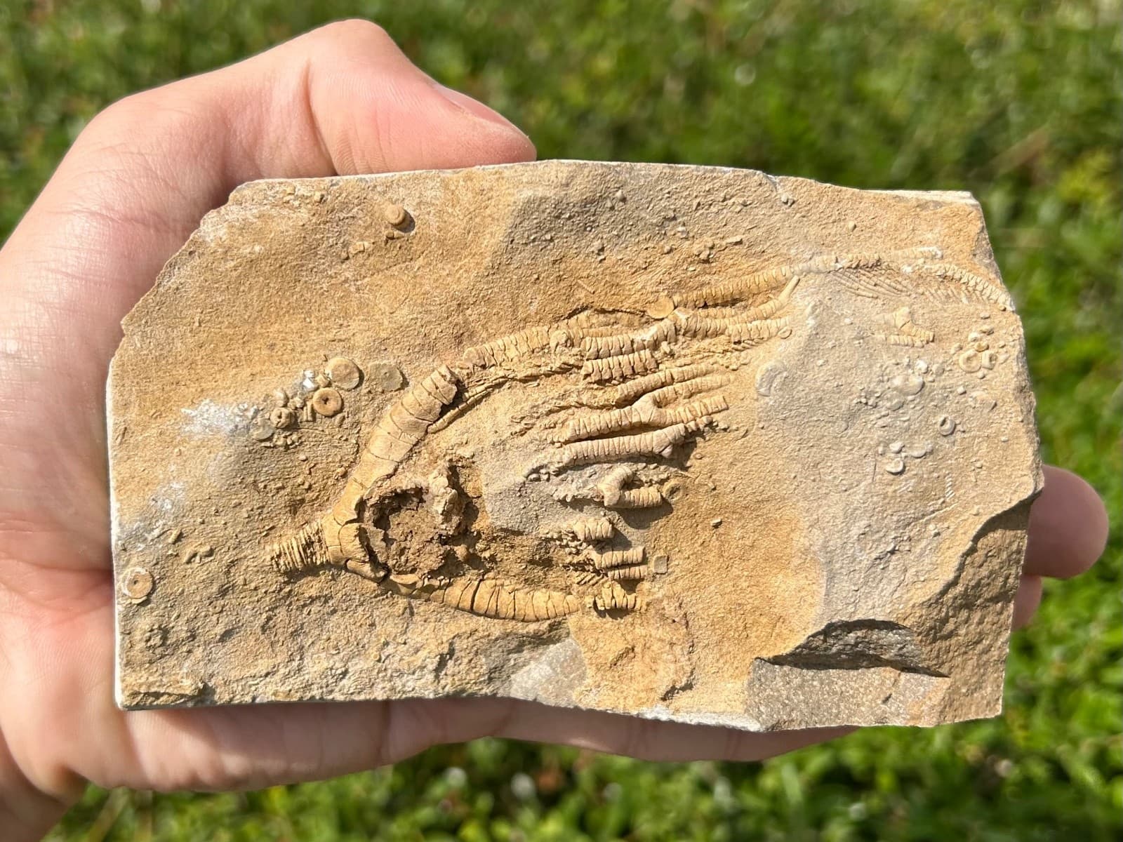 Fossil Crinoid in Matrix Rhopocrinus Alabama Bangor Limestone Formation 2