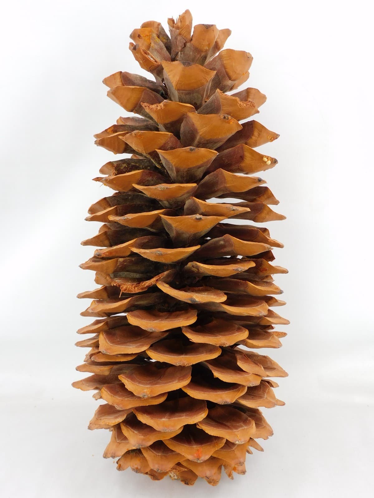 Giant Coulter Pinecone 11-1/2"H Widow Maker Crafts Rustic Decor Cabins Weddings 4