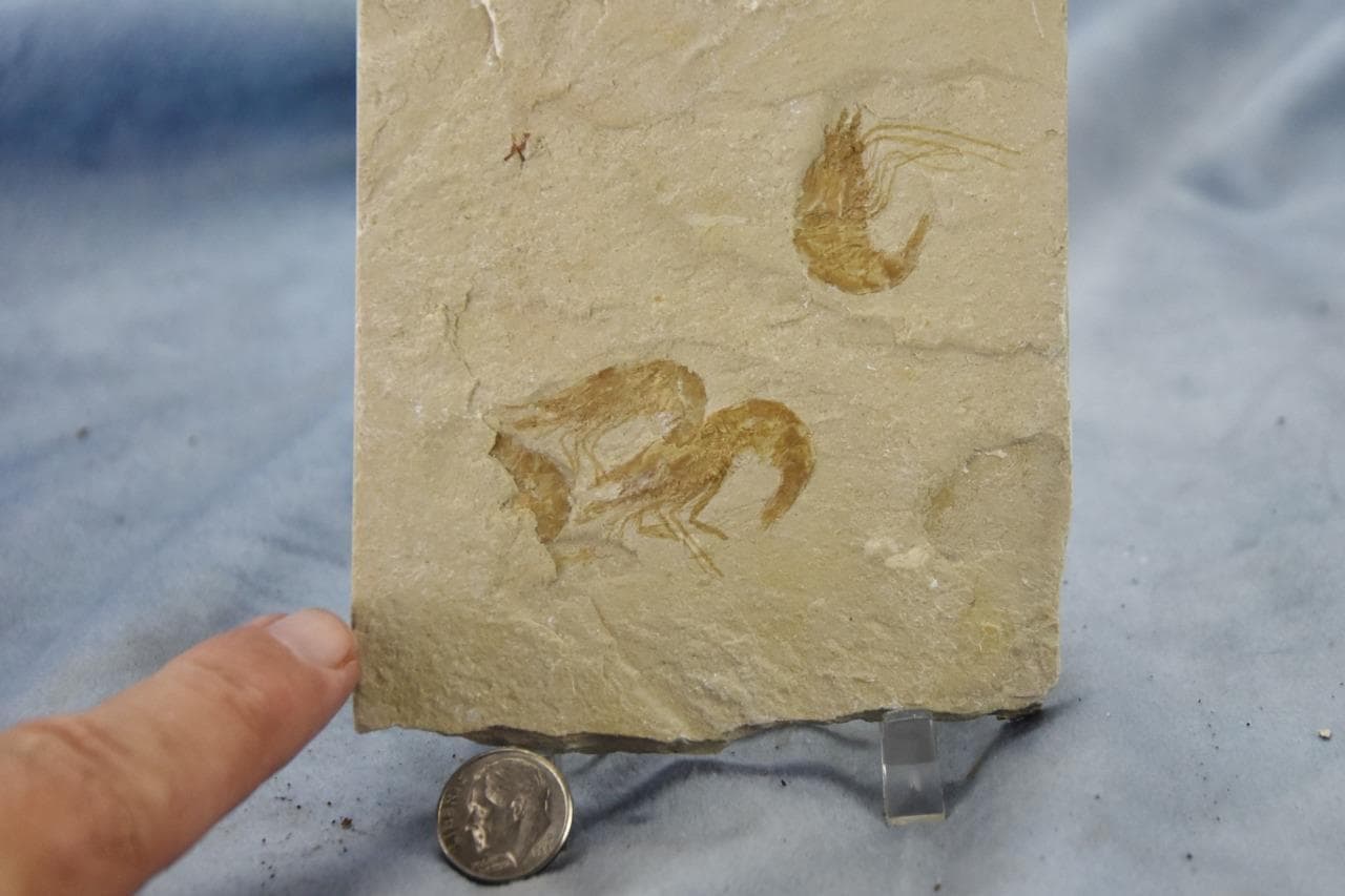 Lebanese Three (3) Shrimp Fossil 96 million year old Real Dino age Fossil 5024aa 6
