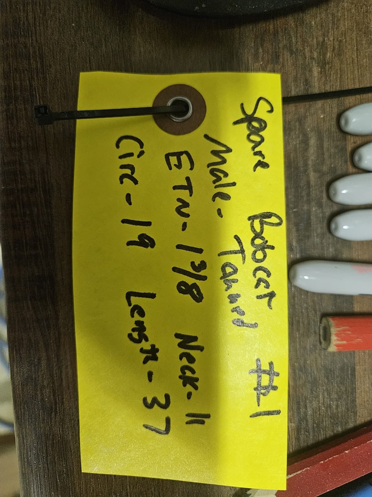 Taxidermy Wet Tanned Bobcat Mountable Hide Cape Horns 4