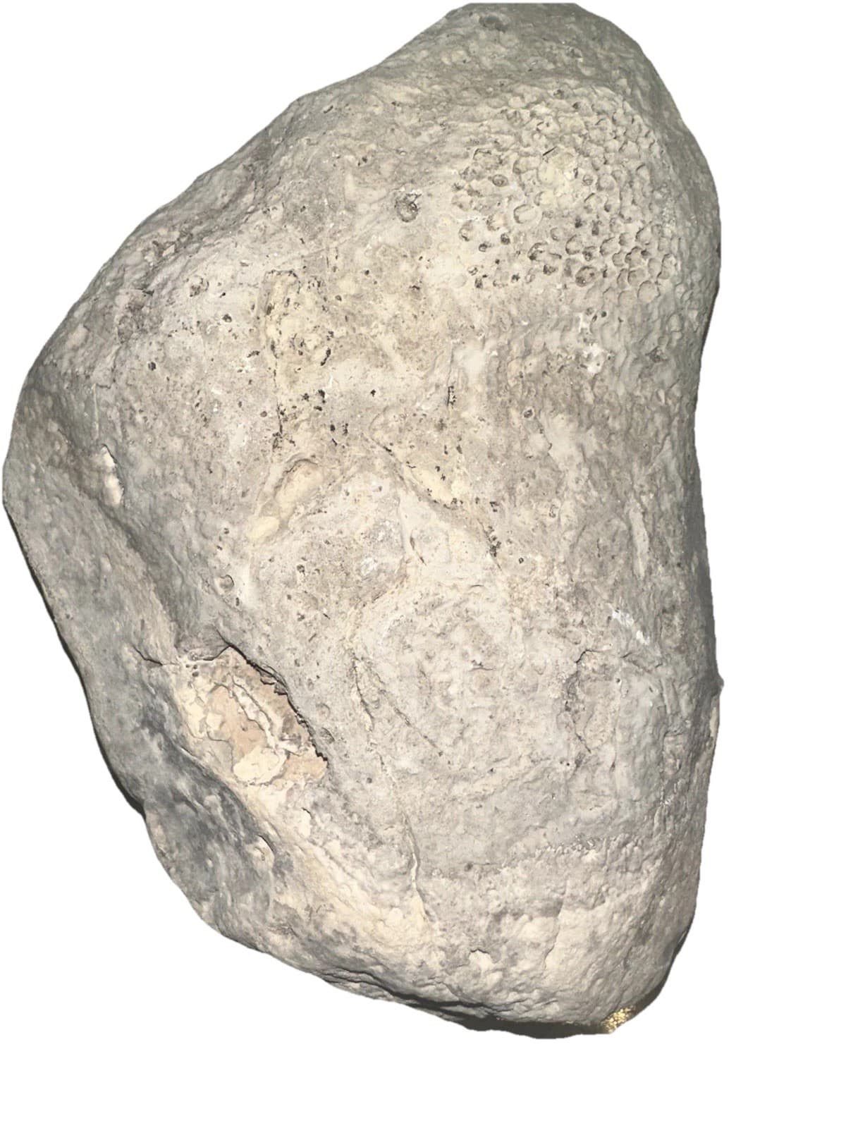 Large Raphidonema Sponge Fossil Specimen from the Cretaceous Period Southern, NV 3