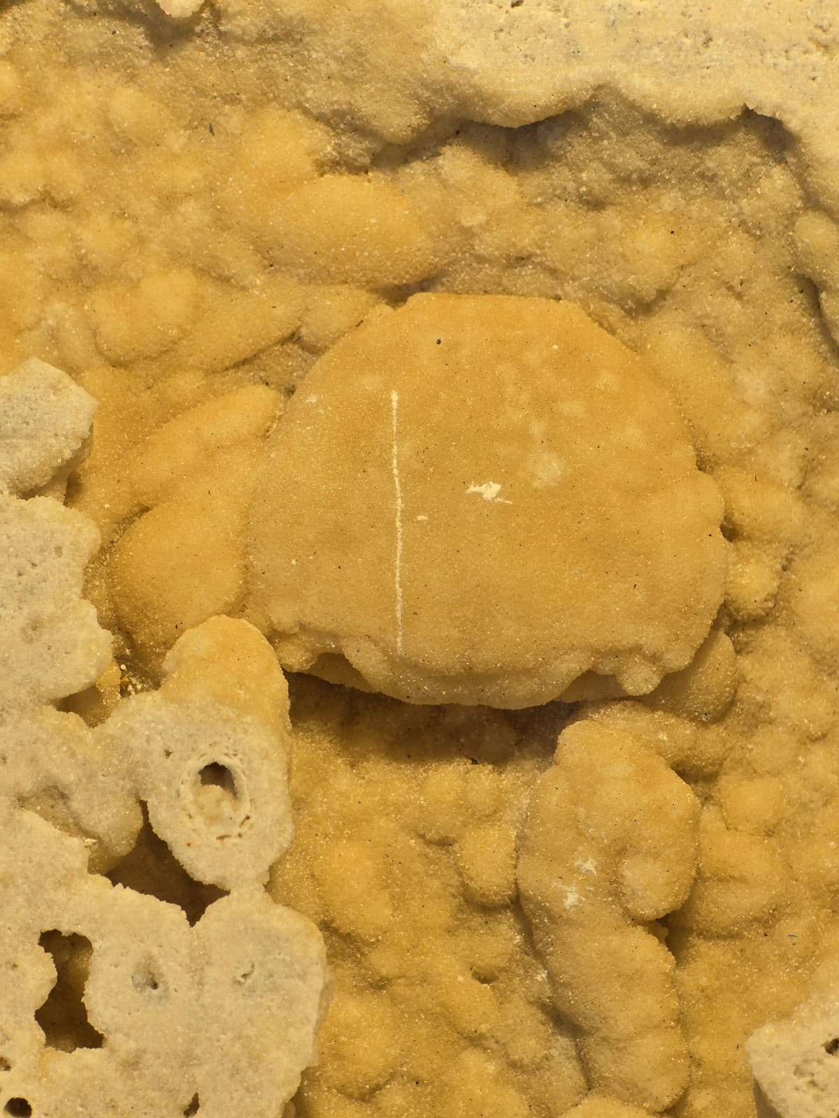 Travertine crab fossil 4