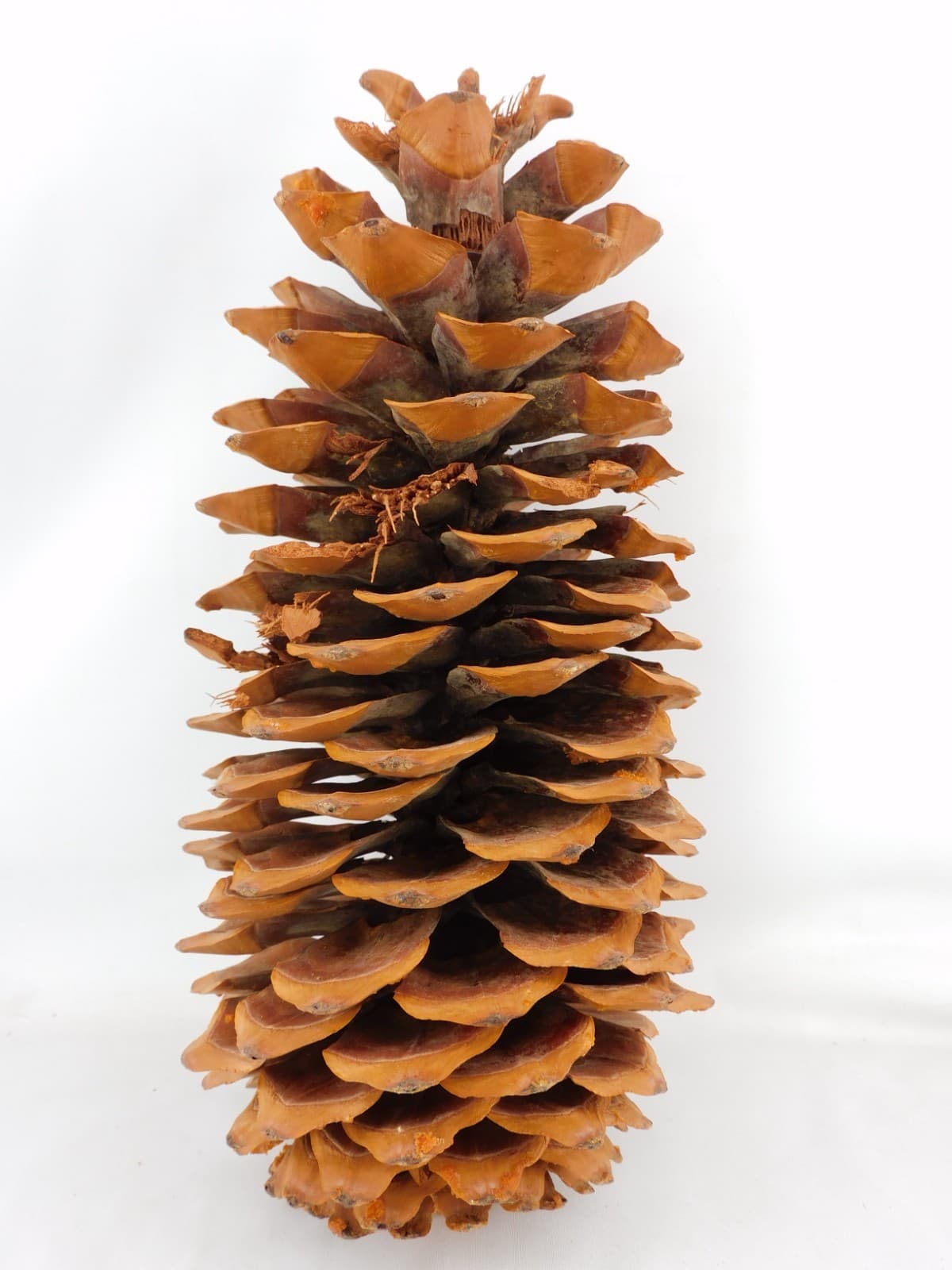 Giant Coulter Pinecone 11-1/2"H Widow Maker Crafts Rustic Decor Cabins Weddings 2