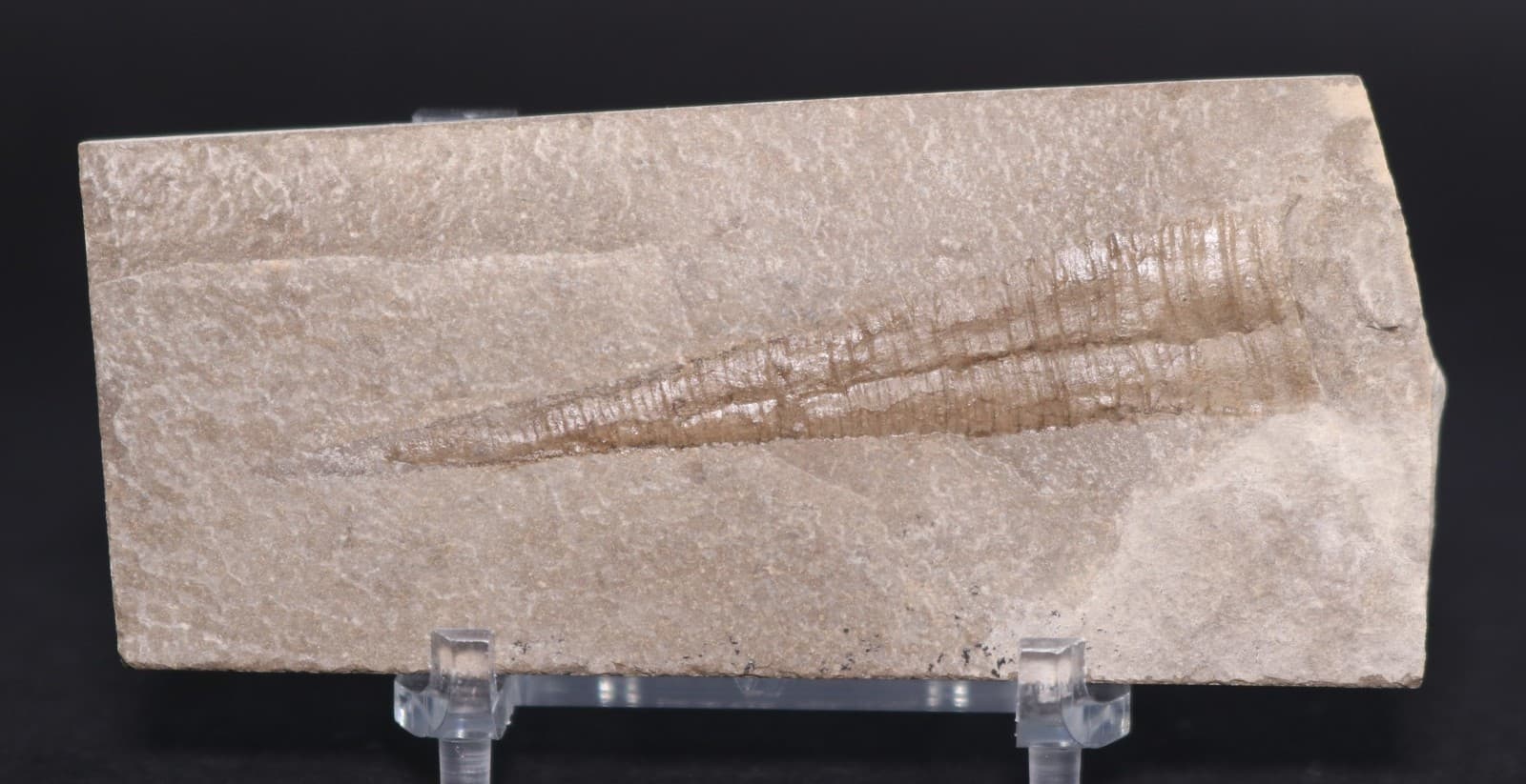 Reticycloceras fossil nautiloid Mississippian 3+" Bear Gulch Montana MT COA 7152 3