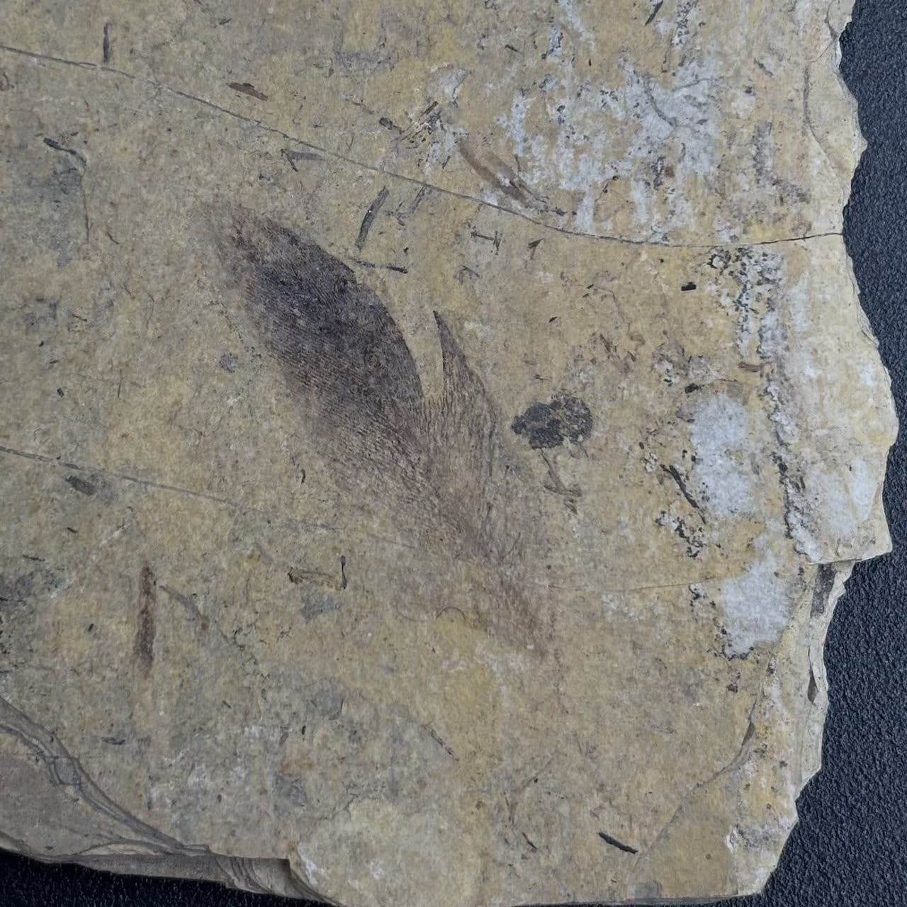 Fossil bird feather - Oligocene Stampian Céreste France - rare and original 4