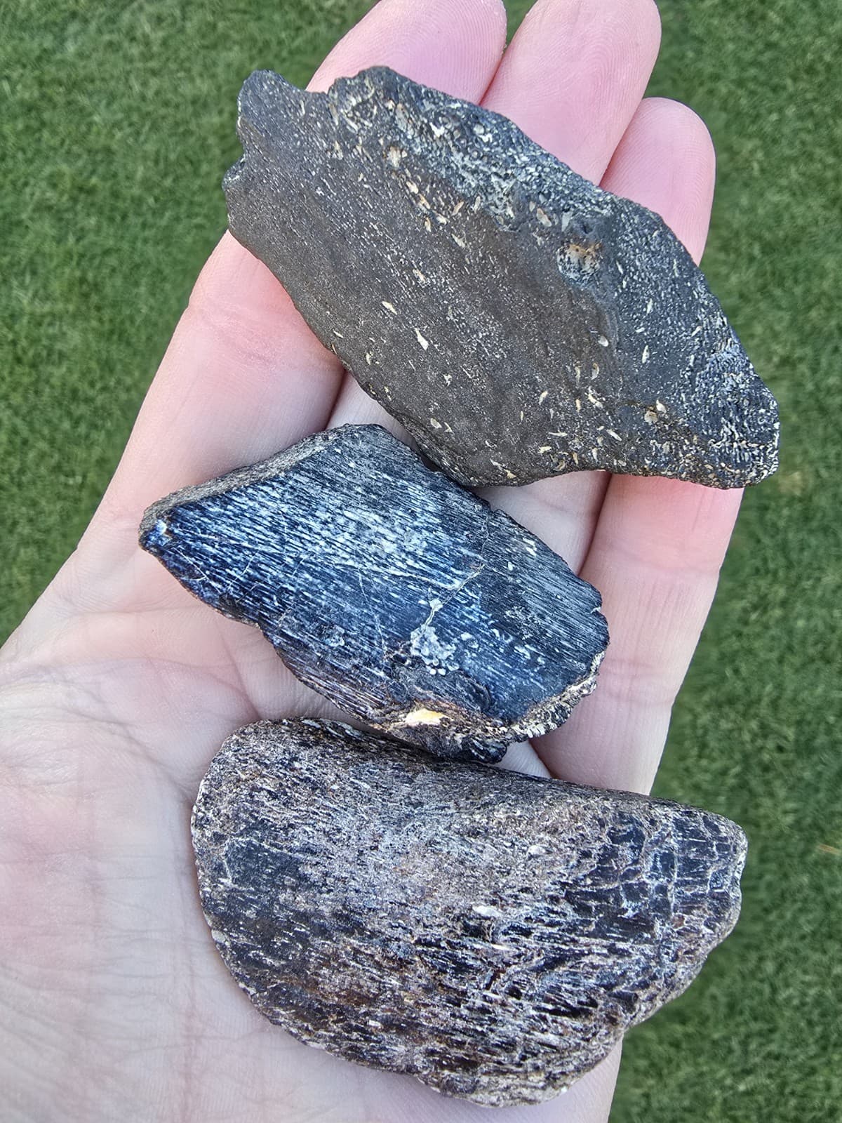 3 Chunks of Mosasaur Jaw Sections No Tooth  TX Jurassic Park Dinosaur Fossil