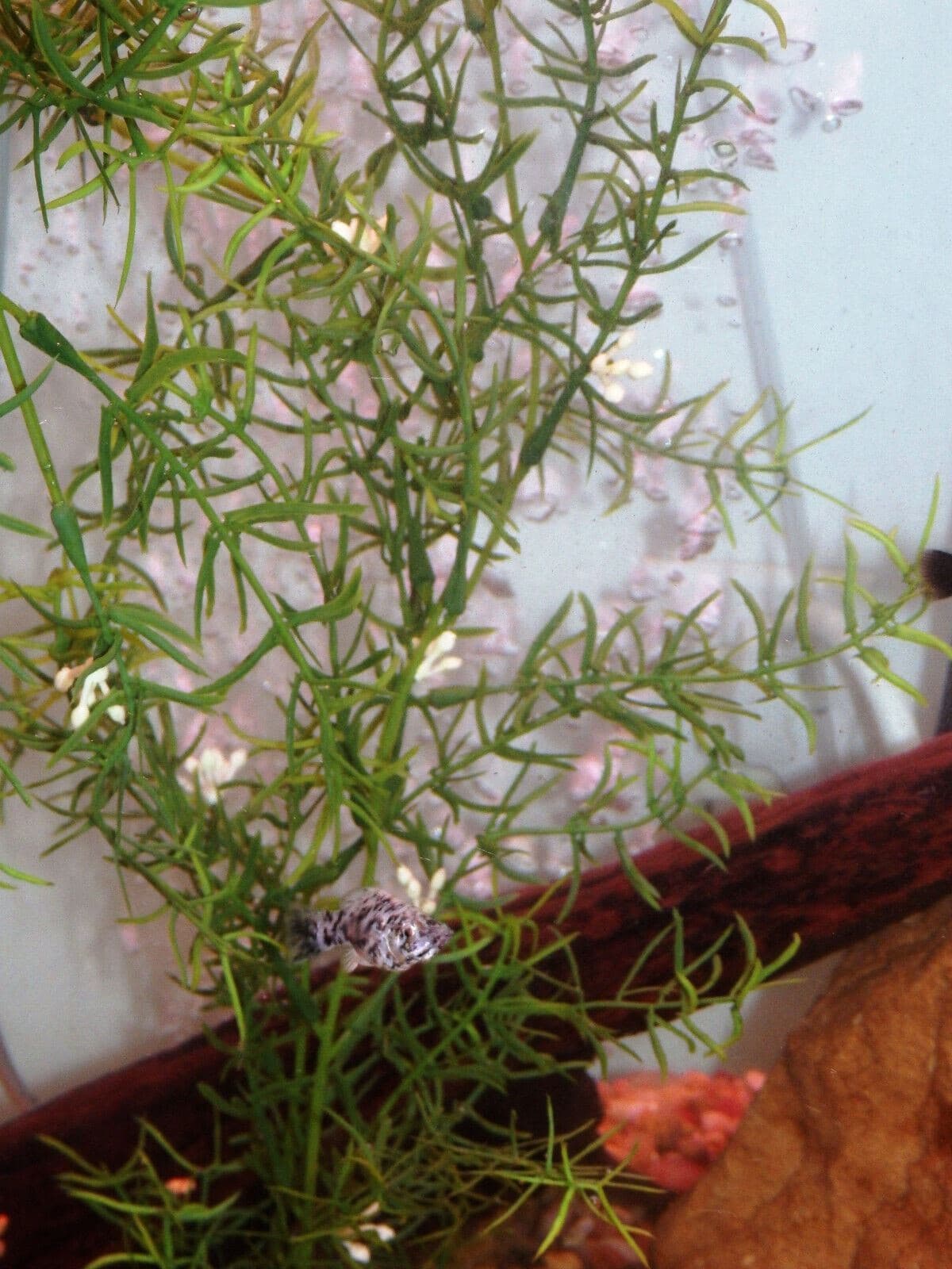 27 in. LG Standard 2-stem DITI-SPRENGERI Flowered Soft Plastic Wireless Plant, S 4