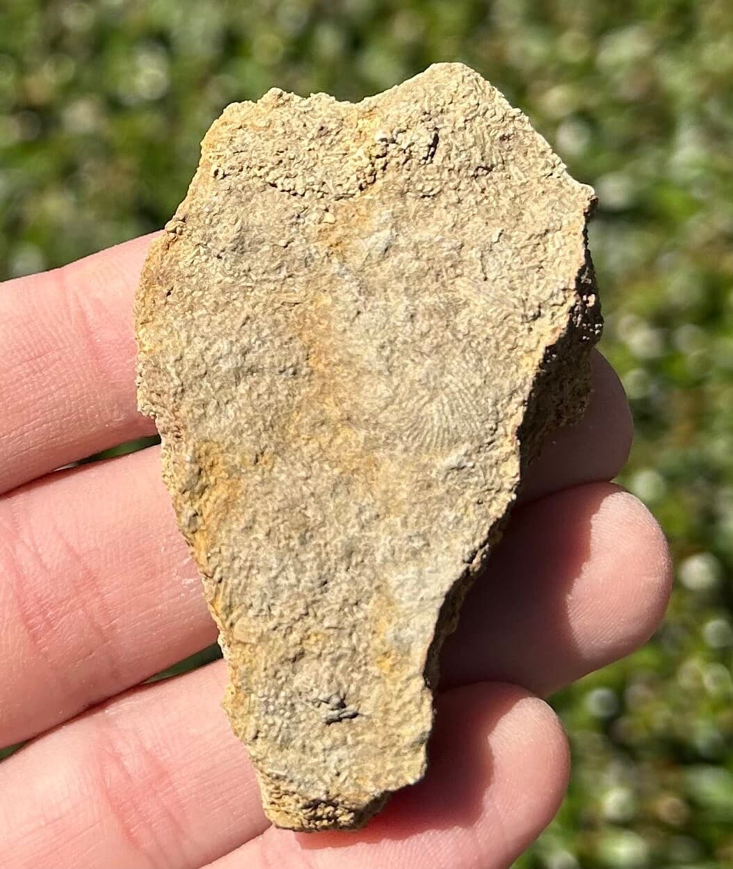 NICE Fossil Crinoid in Matrix Pentaramacrinus Alabama Bangor Limestone Formation 5