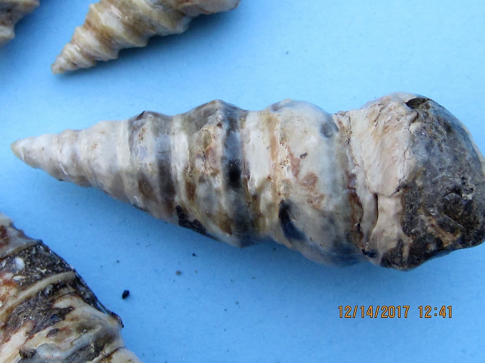 FIVE GASTROPOD FOSSIL CRETACEOUS PERIOD 2