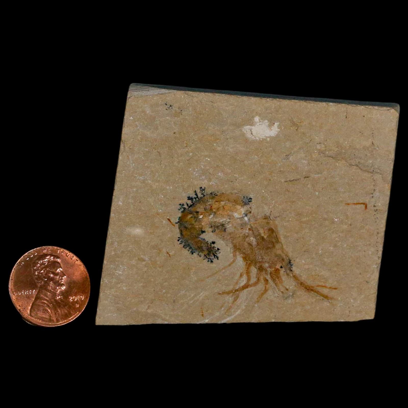 1.6" Fossil Shrimp Carpopenaeus Cretaceous Age 100 Mil Yrs Old Lebanon COA 3