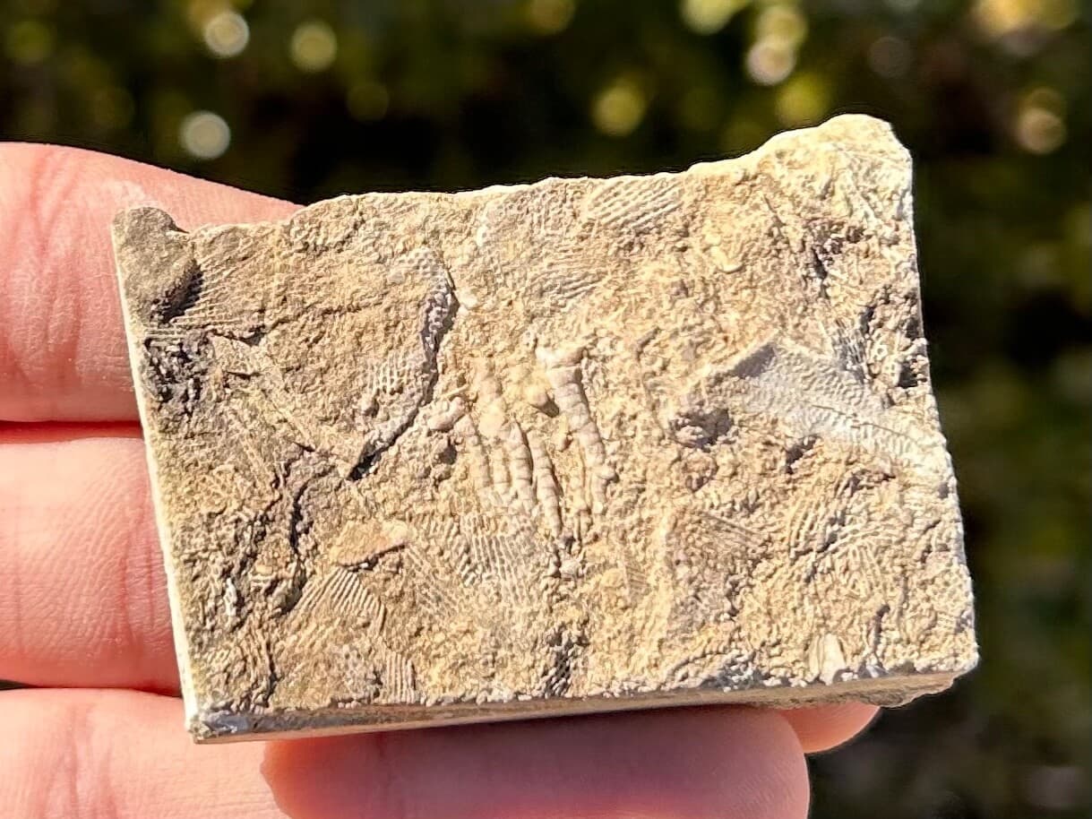 Alabama Fossil Crinoid in Matrix Bangor Limestone Formation Mississippian Age 3