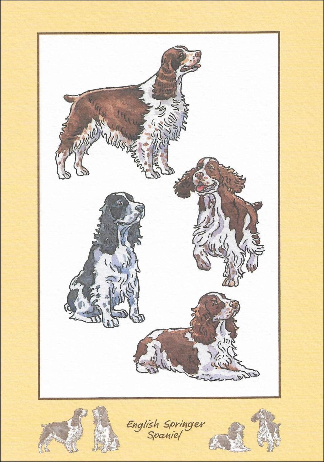 English Springer Spaniel Note Card ~ Springer Poses