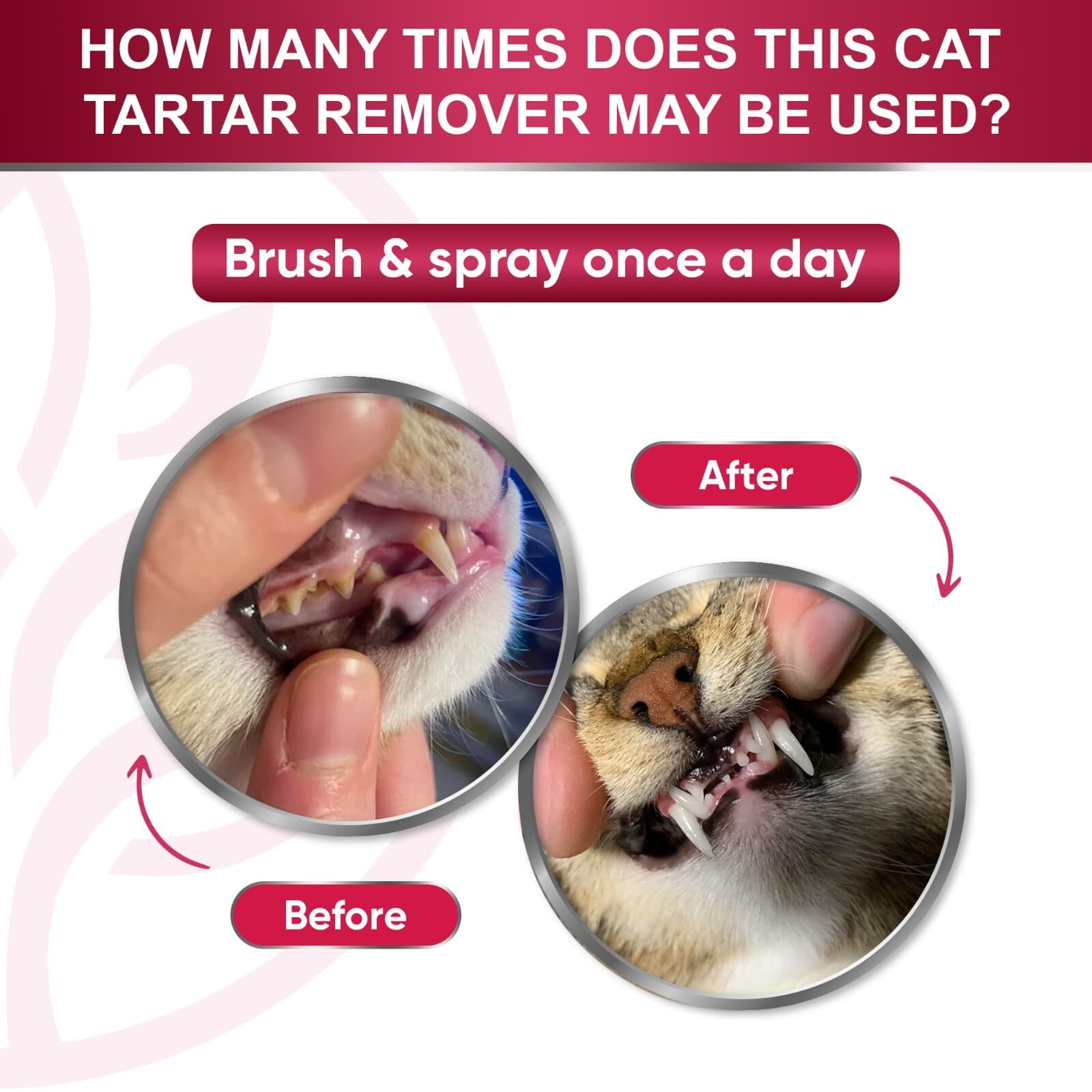 Cat Dental Care Spray | Breath Freshener & Teeth Cleaner | 4 oz 5