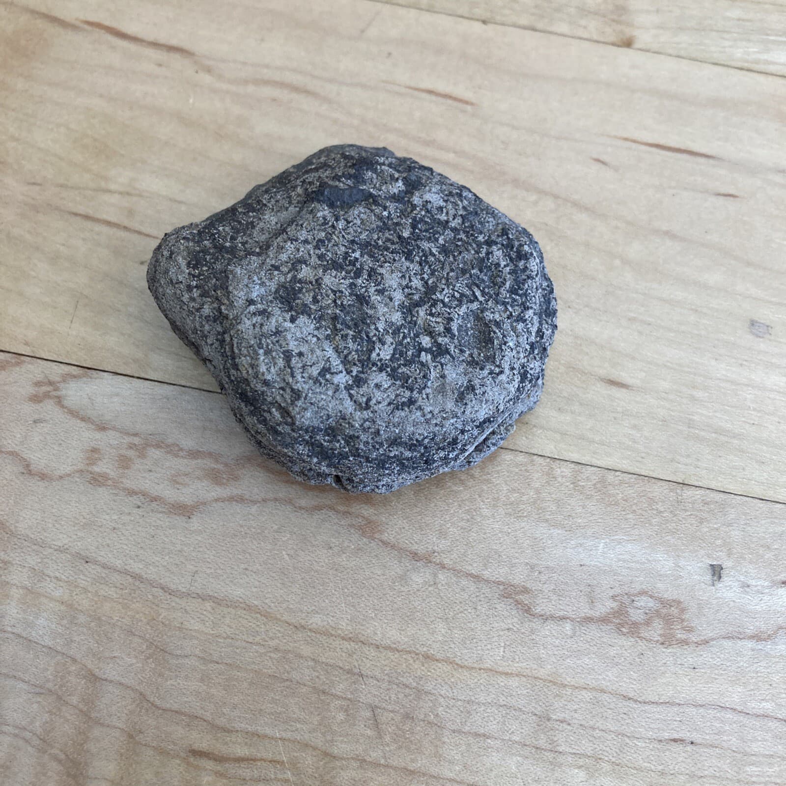 Lake Ontario fossilized shell