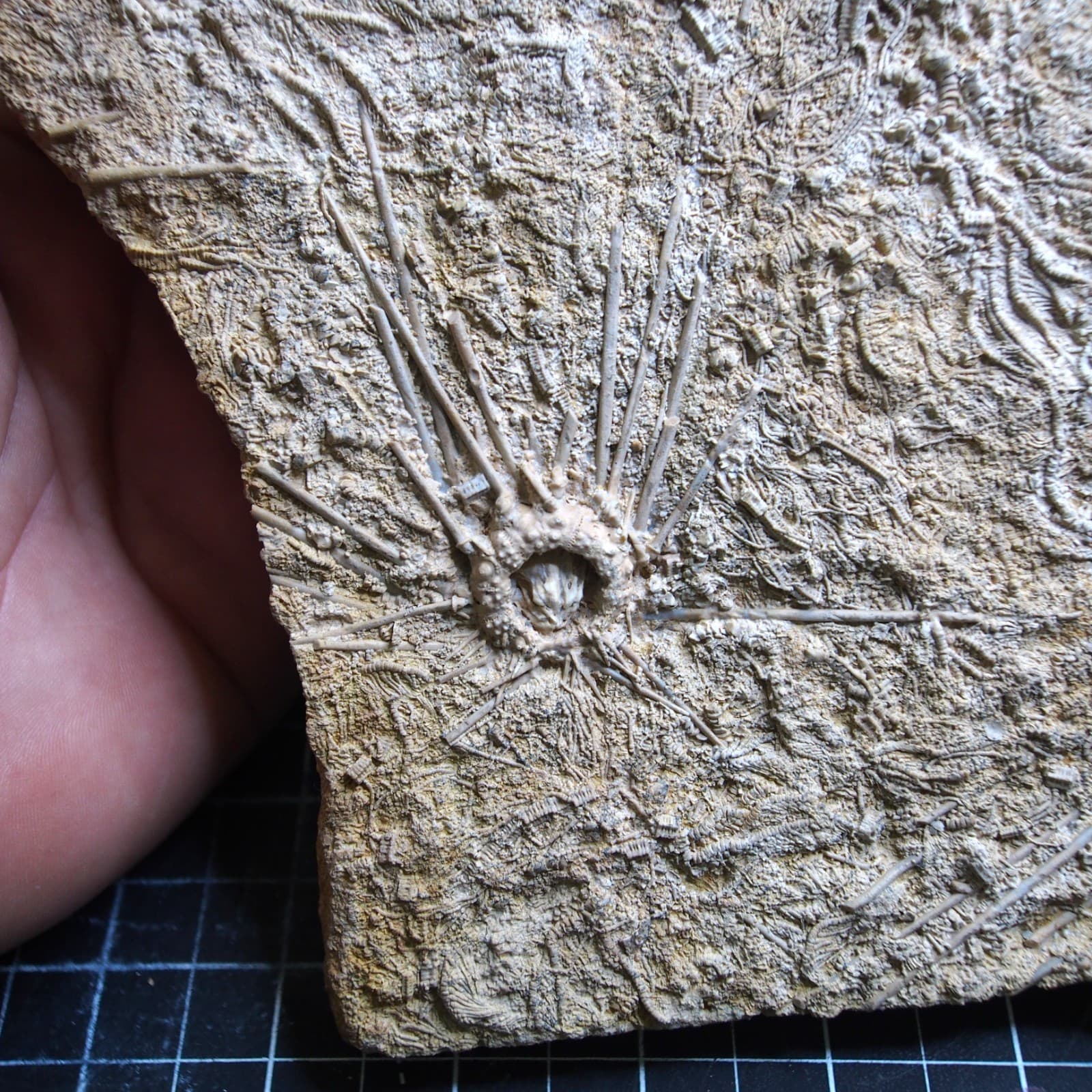 1.1kg Sea urchin Acrosalenia hemicidaroides Crinoid France Jurassic Fossil 2