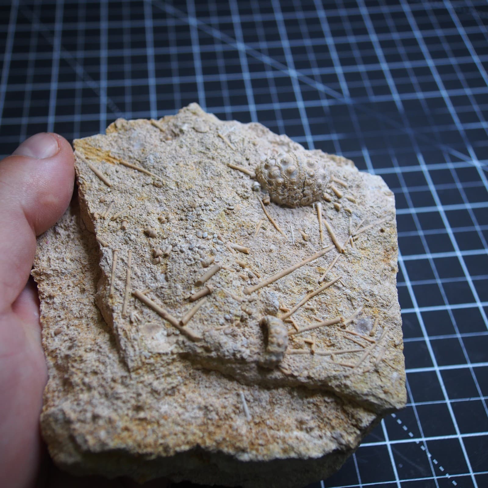 0.9kg Sea urchin Acrosalenia hemicidaroides Crinoid France Jurassic Fossil 6