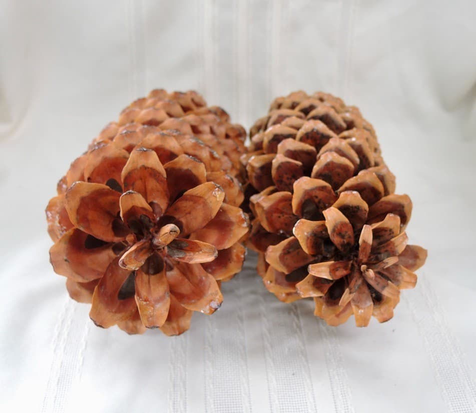 Lot of 2 Giant Golden Sugar Pine Cones 15" 4
