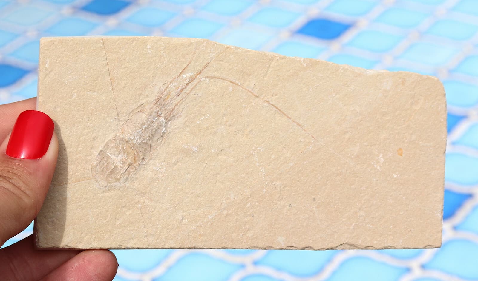 Fossil Shrimp From Solnhofen Germany 12.9 Cm's  Well Preserved History  Jurassic 3