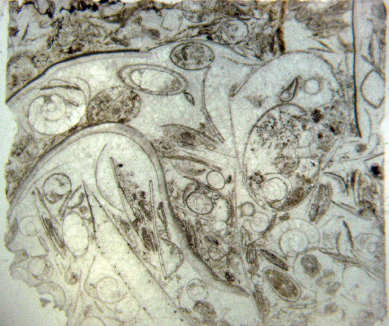 Fossil thin section Devonian Goniatite ammonite bed Hamar Laghdad Morocco 1/bid 4